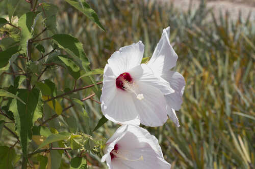 Hibiscus grandiflorus #2